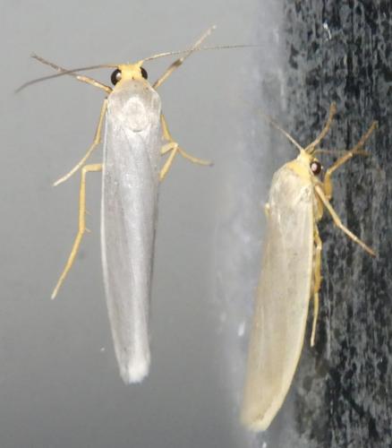 Eilema sp.